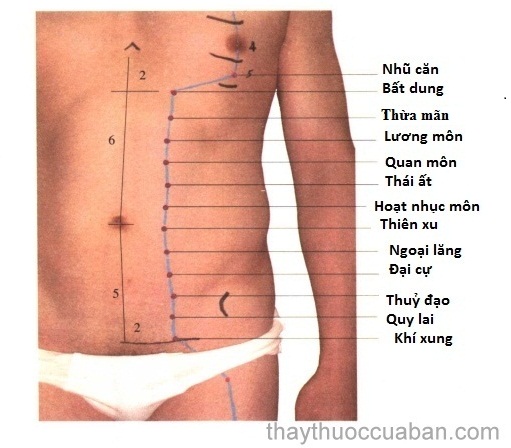 Vị trí huyệt bất dung