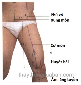 Vị trí huyệt phủ xá