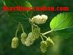 Tang bạch bì, tang bach bi, Mulberry bark (tang bạch bì) Morus bark. 