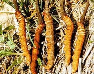 Cordyceps