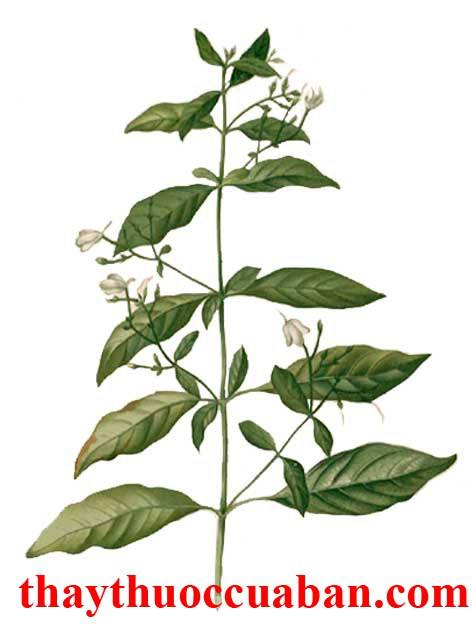 Bach hạc vị thuốc chữa hắc lào