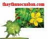 Fructus Tribuli,Tribulus terestris L,  Fructus Tribuli 