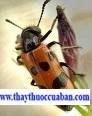 Mylabris Sp