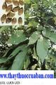 Semen Sterculiae Lychnopherae ,Sterculia Lych nophera Hance 