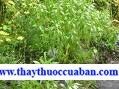 Nha loát thảo, Tinh dầu thảo, Hiệp diệp, Hàn tín thảo, Nha loát thảo, Tinh dầu thảo, Hiệp diệp, Hàn tín thảo (Thường Dụng Trung Thảo Dược Thủ Sách),Hoàng cầm râu,Scutellaria barbata don = Scutallaria rivulars Wall. Họ Labiatae.