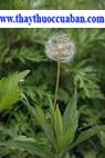 Taraxacum offcinal Wig (Taraxacum dens-leonis Desf.).