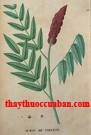 Lacae Sinica Exsiccata,Rhus succedanea L ,can tất 