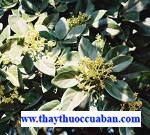 Bơ, Tác dụng của Bơ chữa ngộ độc thức ăn...