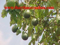 Bơ tác dụng chữa bệnh dạ dày