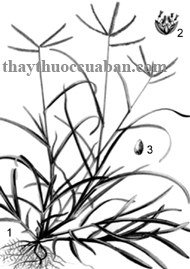 Cỏ mần trầu trị cao huyết áp, ho khan Cỏ mần trầu trị cao huyết áp, ho khan