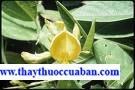 Ðậu chiều, Ðậu săng, Ðậu cọc rào chữa ngộ đôc thức ăn...