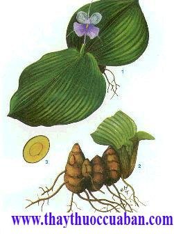 Địa liền-vị thuốc giúp tiêu hoá, ăn ngon miệng
