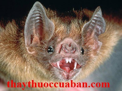 Dạ minh xa vị thuốc chữa thong manh, quáng ga
