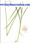 Macrostem onion - giới bạch,Bulbus Allii macrostemi 