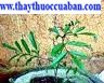Gối hạc - cị thuốc chữa đau nhức khớp xương