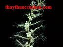  Sargassum, Sargassum pallidum (Turn.) G. Ag.;  Sargassum fusiforme (Harv.) Setch. , hải tảo 