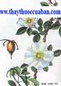 Rosa laevigata Mich. Họ Hoa Hồng (Rosaceae).,kim anh tử , kim anh tu , kimanhtu