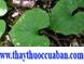 Lan một lá, Lan cờ, thanh thiên quỳ, - Nervilia fordii, Tác dụng  chữa ngộ đôc thức ăn...