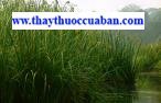 Lô căn, lo can, locan, rể lau, vi kinh