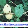 mộc qua ,moc qua,mocqua,Frutus Chaenomelis.Chaenomeles lagenaria (Lois.) Koidz (Cydonia lagenaria Lois) 