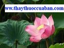 ngẫu tiết,ngau tiet,ngautiet,Nodus Nelumbinis Rhizomatis ,Nelumbo nucifera Gaertn