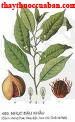 Nhục đậu khấu, nhuc dau khau, nhucdaukhau, Semen Myristicae, Myristica fragrans Houtt 