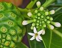 Noni, cây noni, quả noni, tahitian noni, noni việt nam