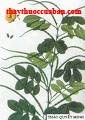 Quyết minh tử, quyet minh tu, quyetminhtu,Semen Sennae,cassia angustifolia vahl. 