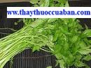 Thảo mộc chữa cao huyết áp