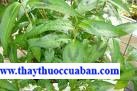 Rau răm - Polygonum odoratum Lour, Tác dụng của Rau răm  chữa say nắng...