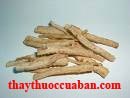 Sa sâm, sa sam, sasam, Radix Glehniae, Glehnia root, Glehnia littoralis Fr. Sehmidt ex Miq