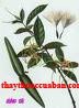 sừng dê, sung de, sungde,Cây sừng dê, Cây sừng bò, Dương giác ảo, Dây vòi voi, Coóc bẻ 