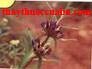 Tần giao, tan giao, Radix Gentianae macrophyllae