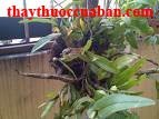 Thạch hộc, thach hoc, Herba Dendrobii, Dendrobium nobile Lindl