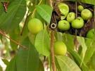 Thanh trà - Bouea oppositifolia (Roxb.) Adelb., Tác dụng của Thanh trà chữa bỏng