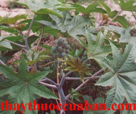 Thầu dầu vị thuốc chữa sót nhau, đẻ khó Thầu dầu vị thuốc chữa sót nhau, đẻ khó