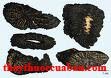 Nhục thung dung, nhuc thung dung, Herba cistanches, cistanche deserticola Y.C. Ma.