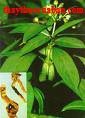 Thường sơn, thuong son, Dichroa root. , Dicroa fibrifuga Lour.