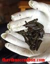 thuỷ điệt, thuy diet, đỉa, dia, Leech (thuỷ điệt), Hirudo seu Whitmaniae 