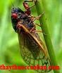 thuyền thoái, thuyen thoai, xác ve sầu, xac ve sau, cryptotympana pustulata fabricius. 
