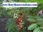 tiêu giả chữa đau thần kinh toạ, tieu gia chua dau than kinh toa