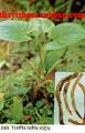 Thiên niên kiện, Rhizoma Homalomenae, Homalomena occulta (Lour) Schott, thien nien kien