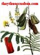 tô mộc, to moc, gỗ vang, go vang, Caesalpinia sappan L.,