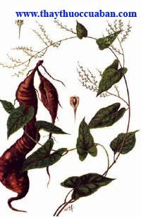  Dạ giao đằng, da giao dang - vị thuốc
