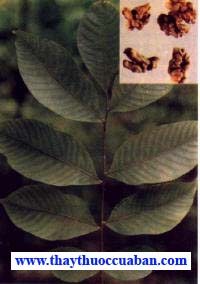 Hồ đào, ho dao, hodao - vị thuốc