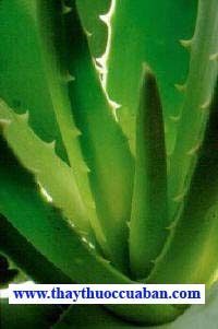  Lô hội, lo hoi, lohoi - vị thuốc, Aloe vera L var. Chinensis (Haw) Berger