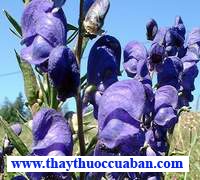 Aconit napel – Aconitum napellus L.
