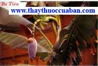 Ba tiêu, batieu, ba tieu Musa Basloo Sieb. Et Zucc. Thuộc họ Musaceae