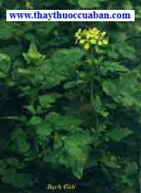 Bạch giới tử, bachgioitu, bach gioi tu, Brassica alba Boissier