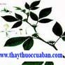 Ba chẽ, Bache,Họ Đậu (Fabaceae).
